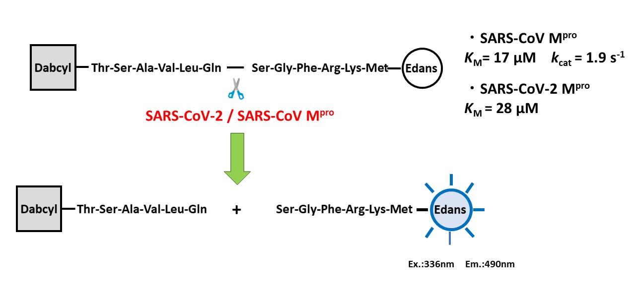 SARS Mpro substrate